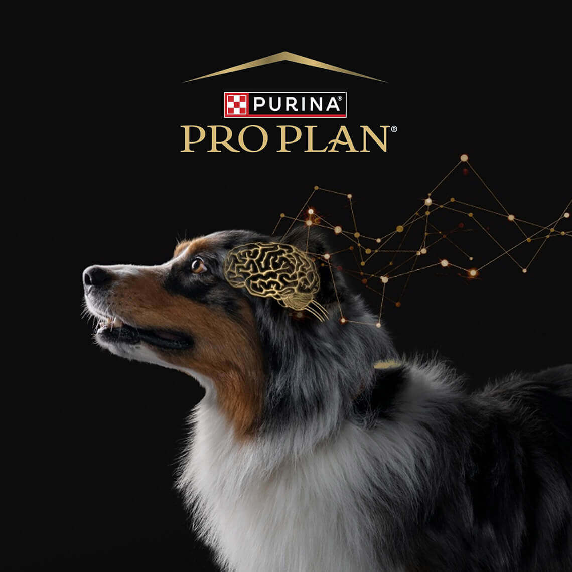 Kognitiv vurderingsskala for hunder