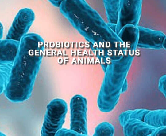 Microscopic view of bacteria, related to probiotics and animal health.