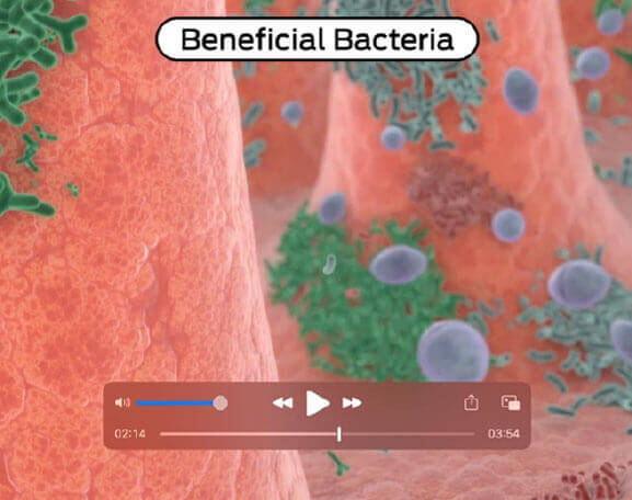 PRO PLAN<sup>®</sup> FortiFlora<sup>®</sup>. Modes of action