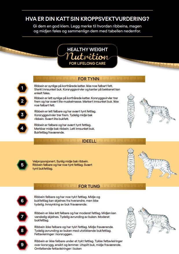 Body Condition Score - Katt