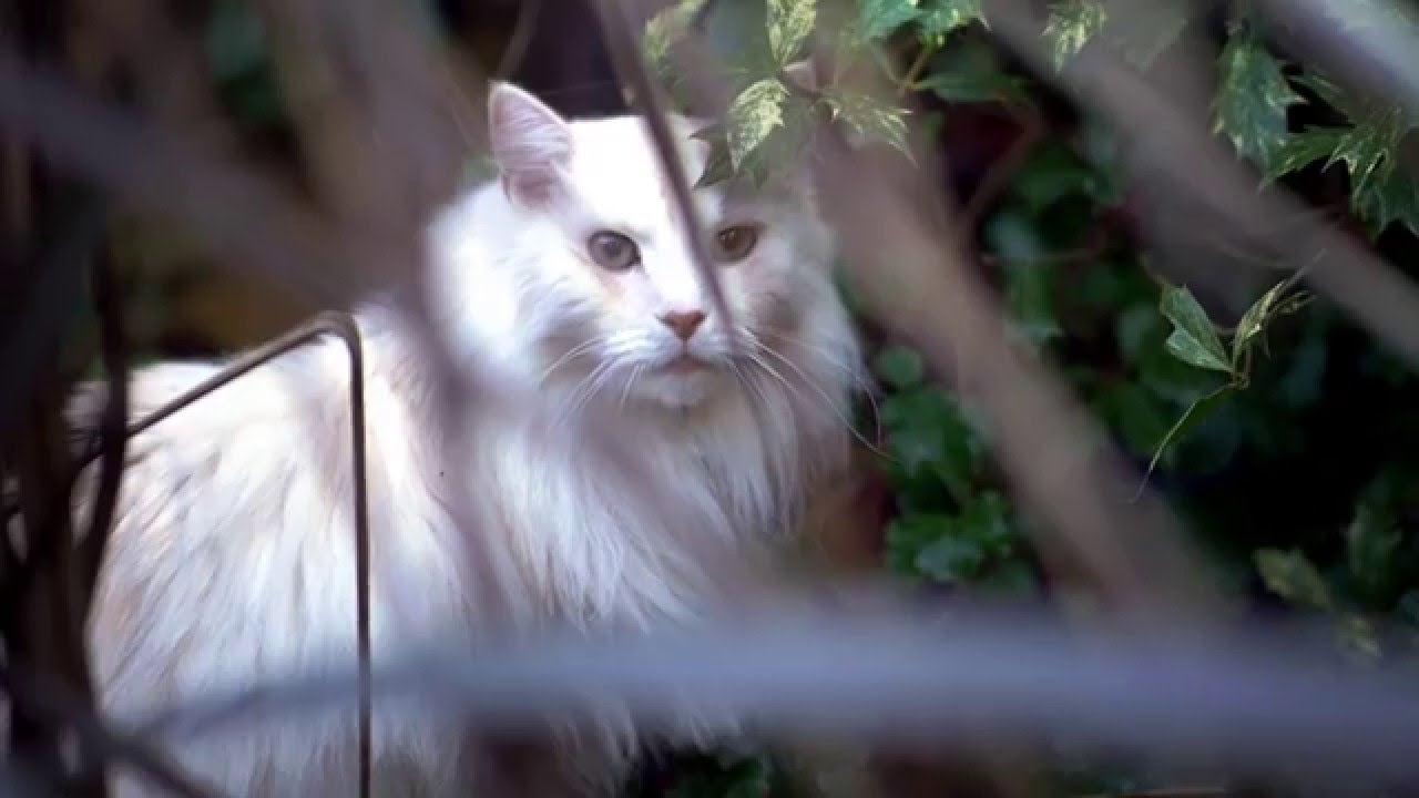 Louise og Arthurs historie | Møt Purina