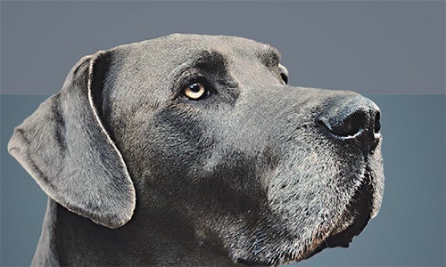 Medium-chain triglycerides (MCTs) in pet food 