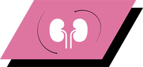 Med arginin, antioksidanter og omega-3 fettsyrer for å fremme sunne nyrer