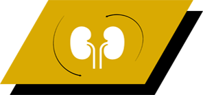 Med arginin, antioksidanter og omega-3 fettsyrer for å fremme sunne nyrer