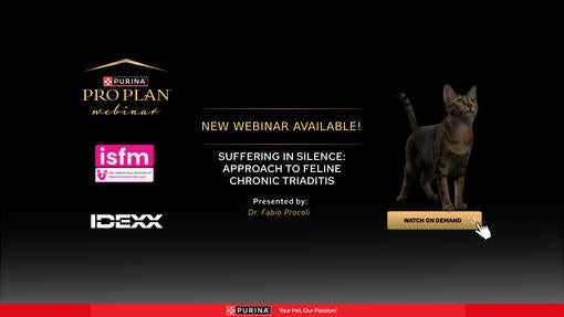 Nytt opptak tilgjengelig – Lidelse i stillhet: Tilnærming til kronisk triaditt hos katt