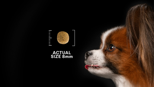 dog_and_kibble_desktop_v2.png