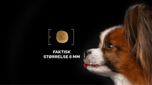 En liten hund og en 8 mm fôrkule på svart bakgrunn.