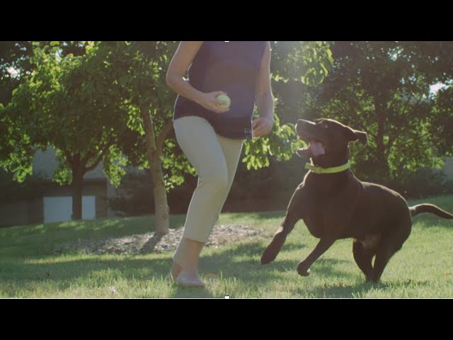 Bruk av JM Joint Mobility-hundefôr for å håndtere leddgikt hos hund