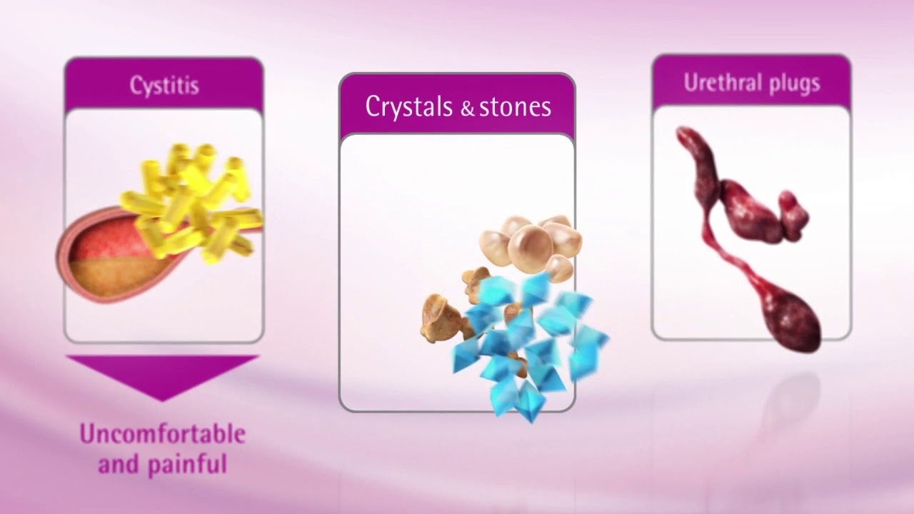 PPVD Feline UR StOx FLUTD-video