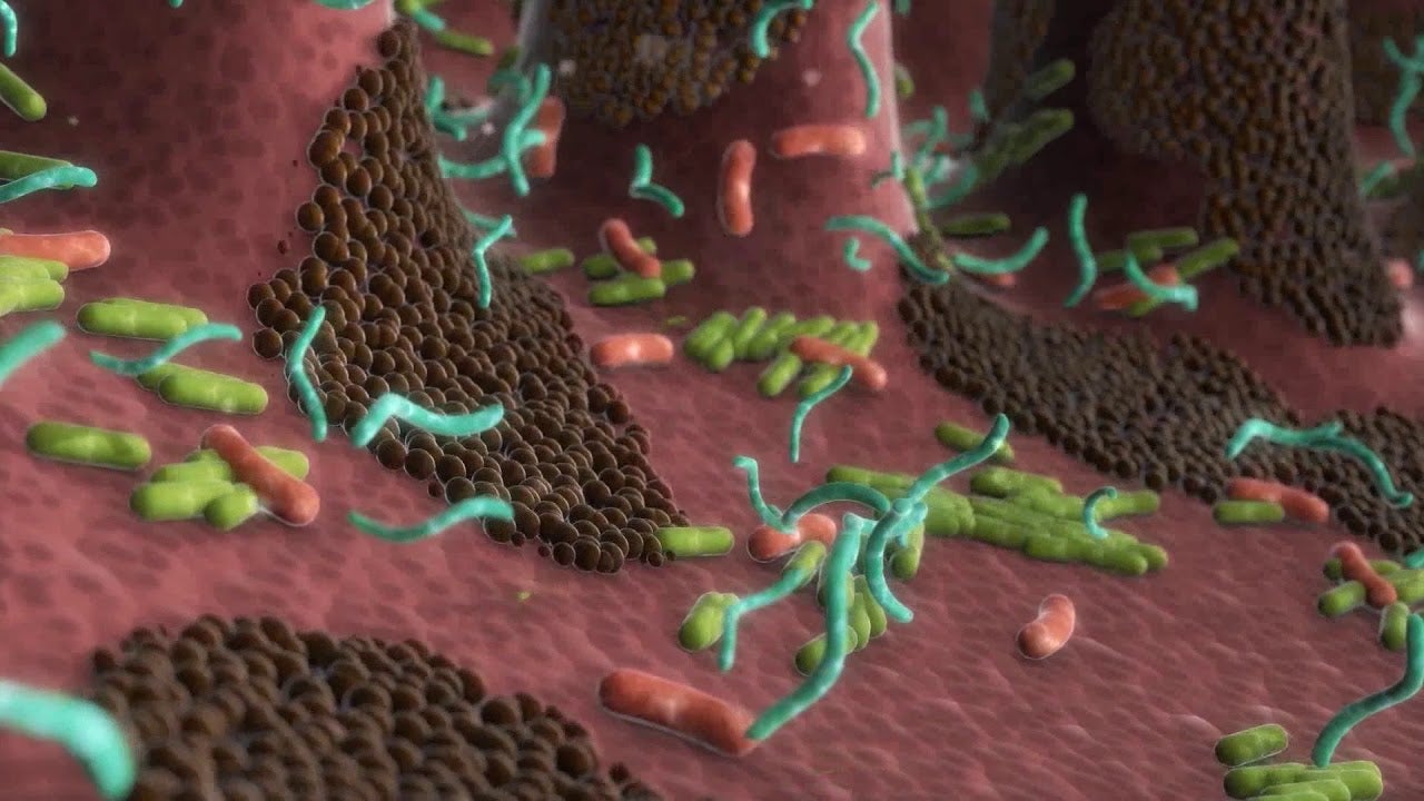 PPVD FortiFlora-videoer