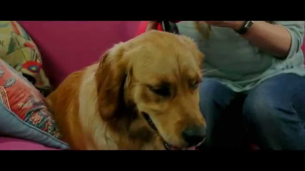 PURINA® PRO PLAN® endrer liv: Kaths tilbakemelding – kortversjon